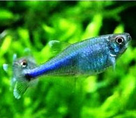 Tetra - Blue - QUANTITY OF 3